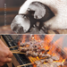 Premium Tosa Binchotan Japanese White Charcoal for Konro Grill - 2KG Pack: for konro grill / hibachi grill